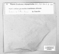 Niorma chrysophthalma image